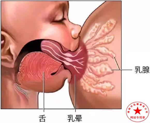 母乳喂養(yǎng)應(yīng)注意哪些？